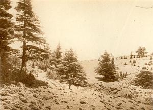 ALGER 000054 LA FORET DE CHREA
